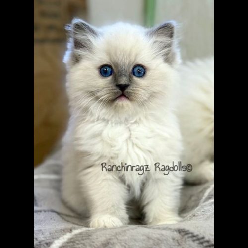 Blue Mitted Ragdoll