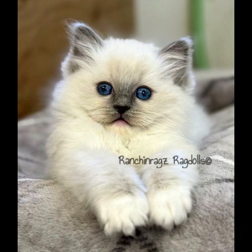 Blue Mitted Ragdoll