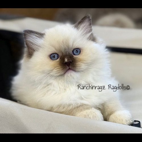 Chocolate Mitted ragdoll
