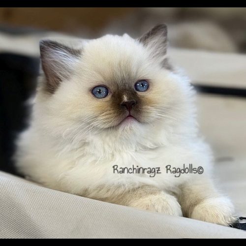 Chocolate Mitted ragdoll