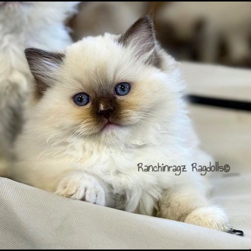 Chocolate Mitted ragdoll