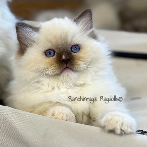 Chocolate Mitted ragdoll