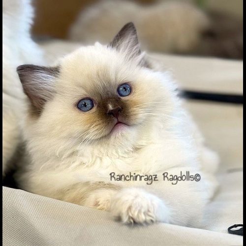 Chocolate Mitted ragdoll