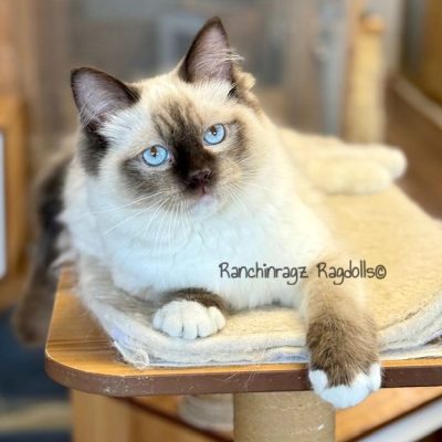 Chocolate Mitted ragdoll