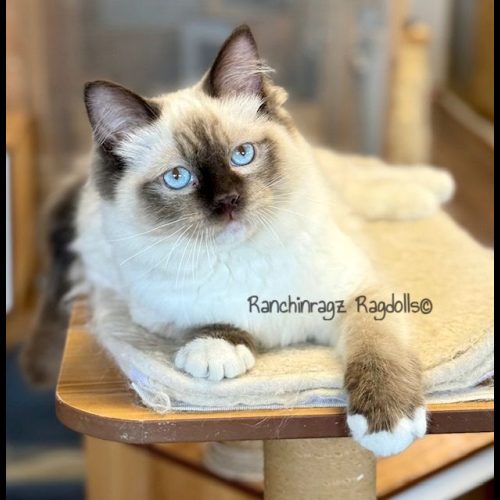 Chocolate Mitted ragdoll
