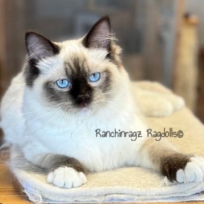 Chocolate Mitted ragdoll