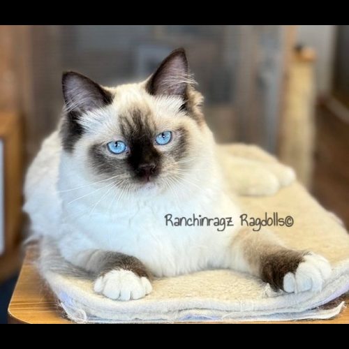 Chocolate Mitted ragdoll