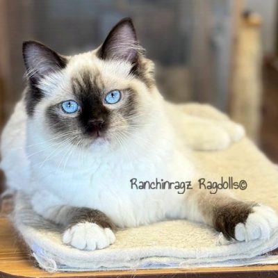 Chocolate Mitted ragdoll