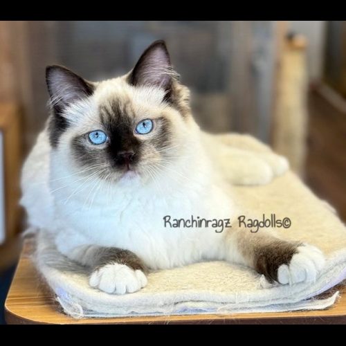 Chocolate Mitted ragdoll
