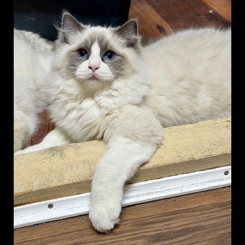 blue bicolor ragdoll kitten