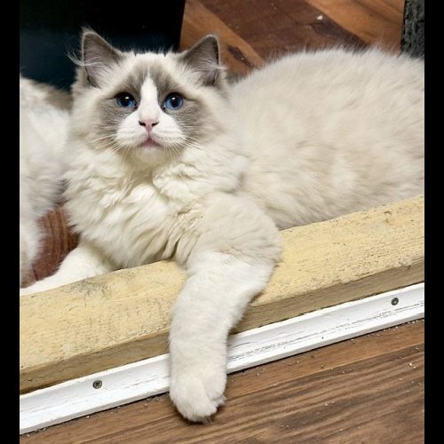 blue bicolor ragdoll kitten