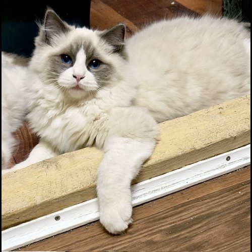 blue bicolor ragdoll kitten