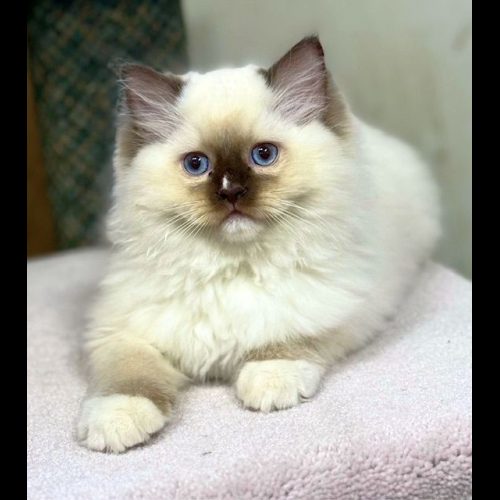 chocolate mitted ragdoll