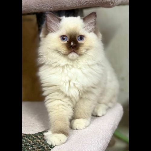 chocolate mitted ragdoll