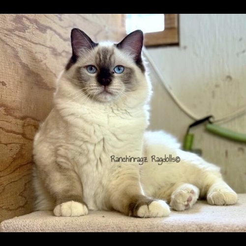 chocolate mitted ragdoll cat