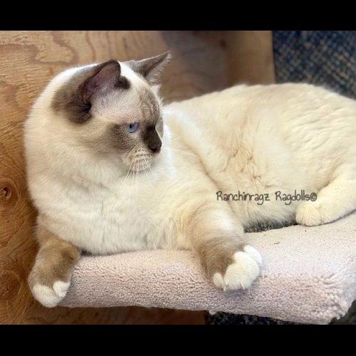 chocolate mitted ragdoll cat