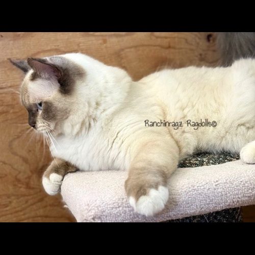chocolate mitted ragdoll cat
