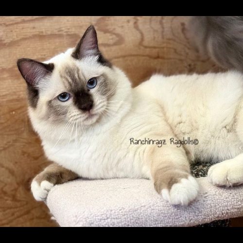 chocolate mitted ragdoll cat