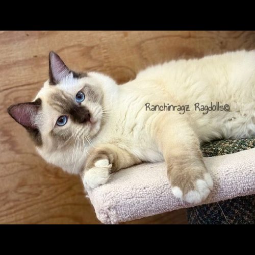 chocolate mitted ragdoll cat