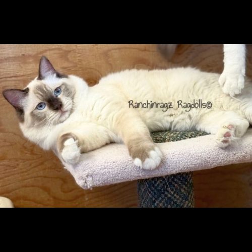 chocolate mitted ragdoll cat