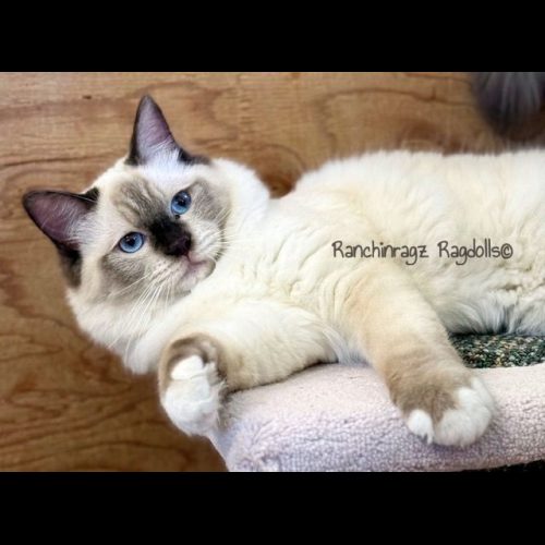 chocolate mitted ragdoll cat