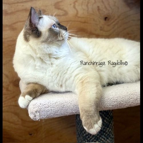 chocolate mitted ragdoll cat