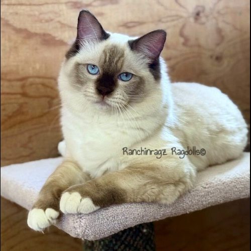 chocolate mitted ragdoll cat