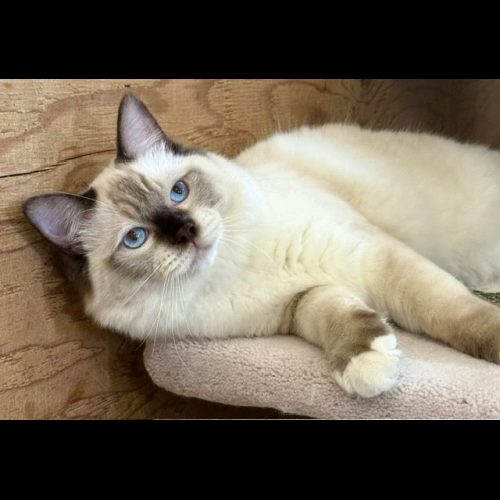 chocolate mitted ragdoll cat