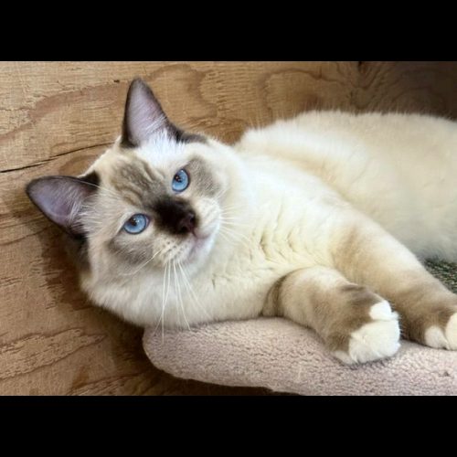 chocolate mitted ragdoll cat