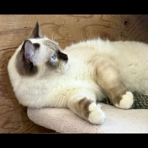 chocolate mitted ragdoll cat