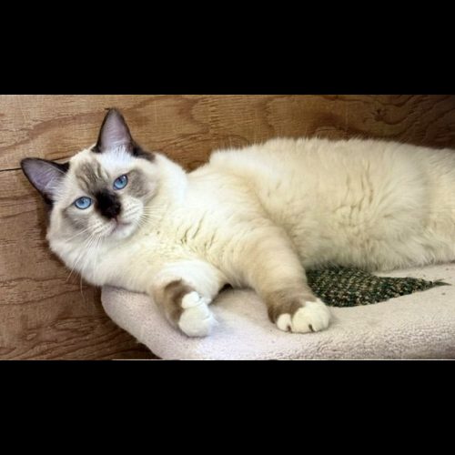 chocolate mitted ragdoll cat