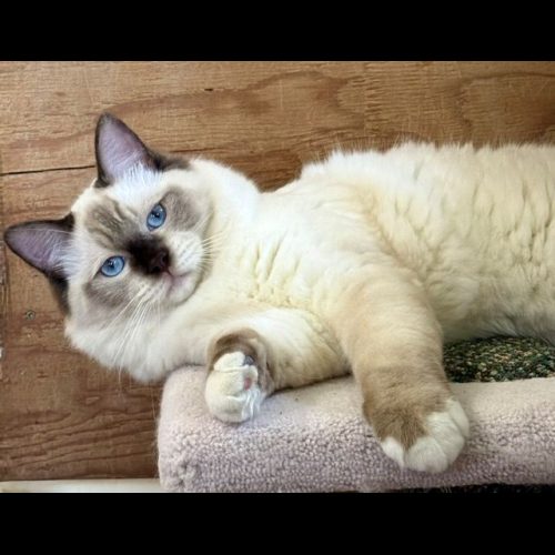 chocolate mitted ragdoll cat