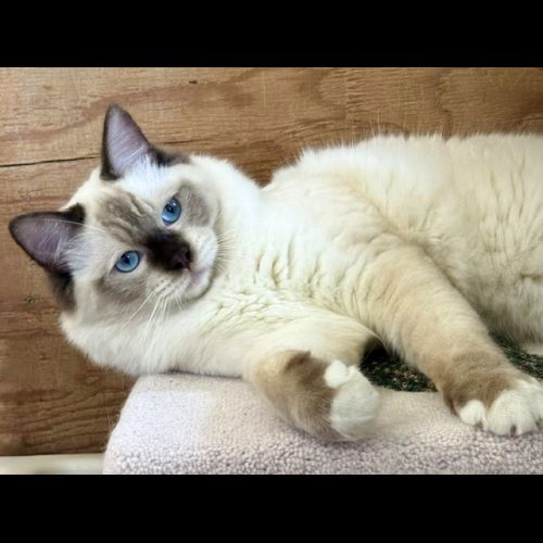chocolate mitted ragdoll cat