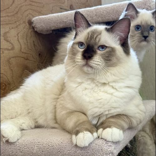 chocolate mitted ragdoll cat