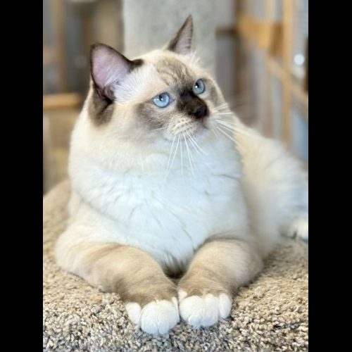 CHOCOLATE MITTED RAGDOLL