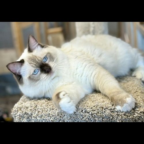 CHOCOLATE MITTED RAGDOLL