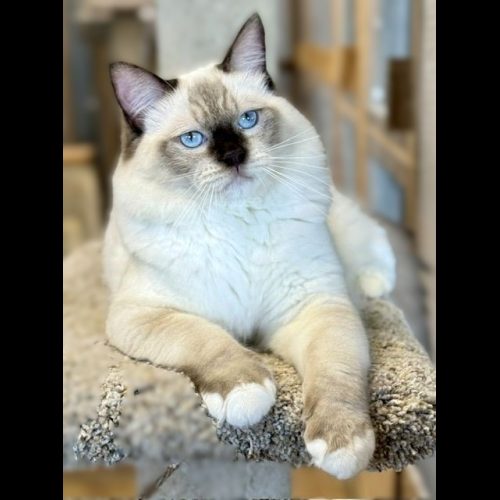 CHOCOLATE MITTED RAGDOLL