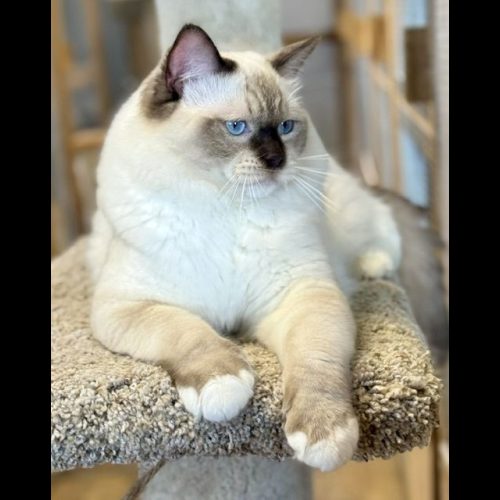 CHOCOLATE MITTED RAGDOLL