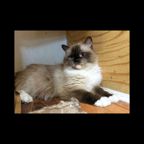 seal mitted ragdoll