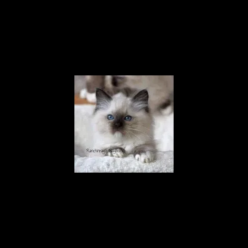 seal mitted ragdoll