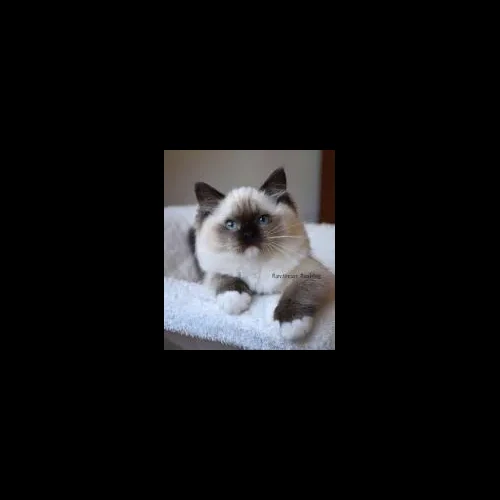 seal mitted ragdoll