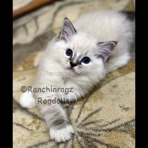 Seal Mitted Lynx Tabby Ragdoll cat