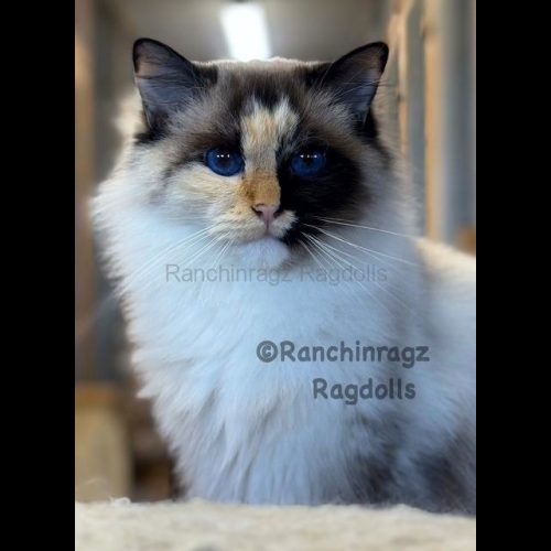 Seal Mitted Tortie Ragdoll Cat