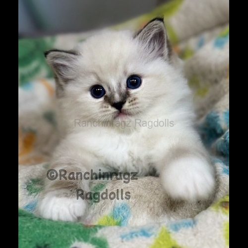 Seal Mitted Lynx Tabby Ragdoll cat