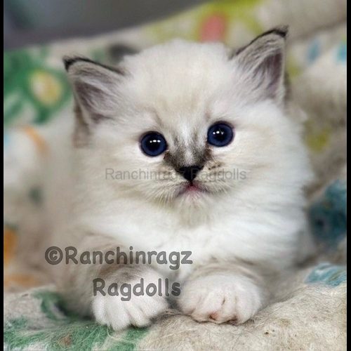 Seal Mitted Lynx Tabby Ragdoll cat