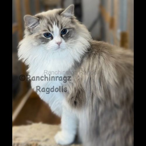 Blue Bicolor Lynx Ragdoll Cat
