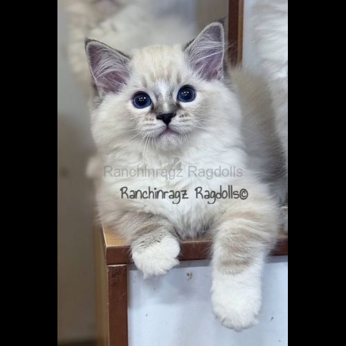 Seal Mitted Lynx Tabby Ragdoll cat