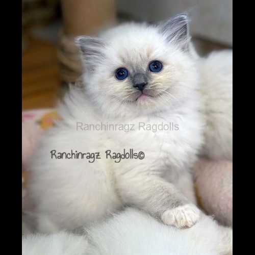 Blue Mitted Ragdoll cat