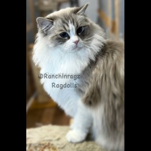 Blue Bicolor Lynx Ragdoll Cat