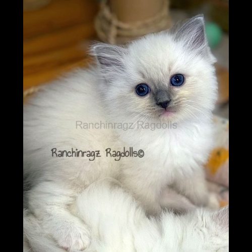 Blue Mitted Ragdoll cat